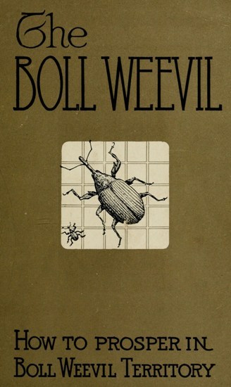 How to Prosper in Boll Weevil Territory cover