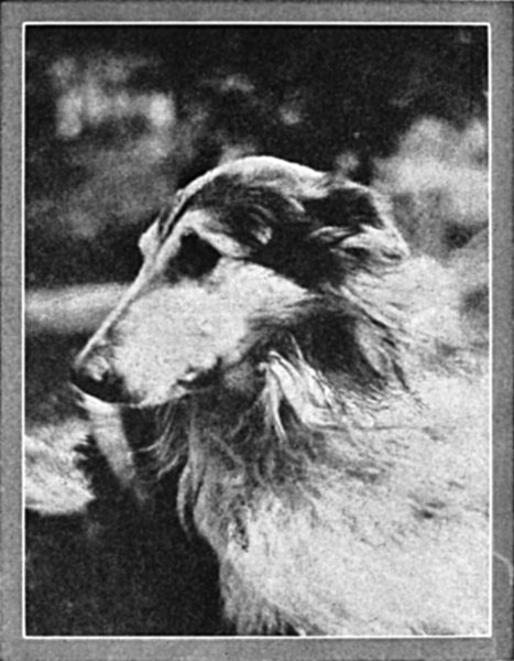 Lad: A Dog cover
