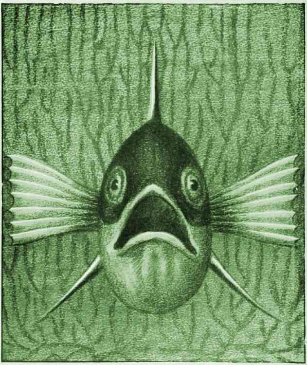 Einheimische Fische; Die Süßwasserfische unsrer Heimat cover