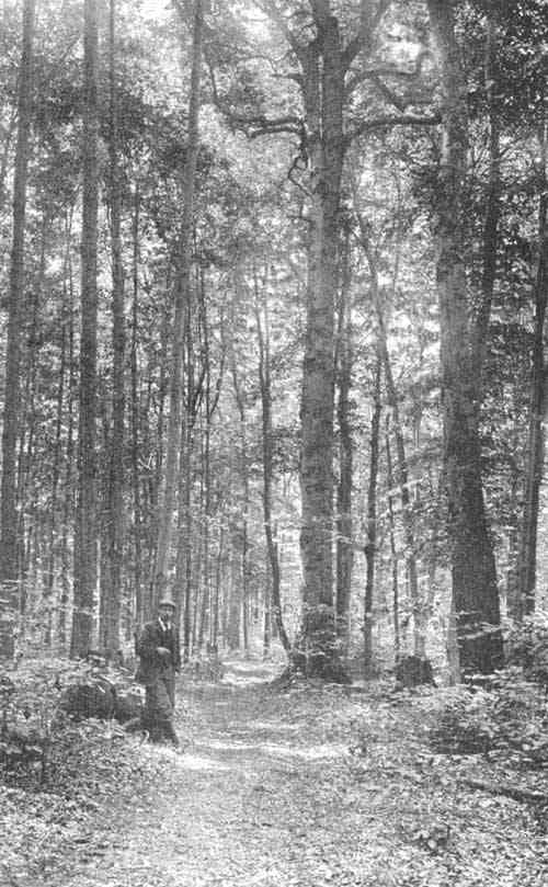 Michigan Trees: A Handbook of the Native and Most Important Introduced Species cover