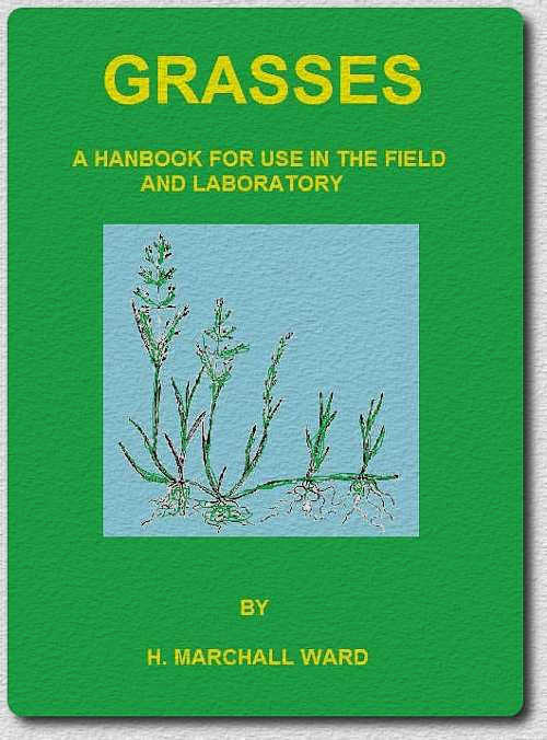 Grasses cover