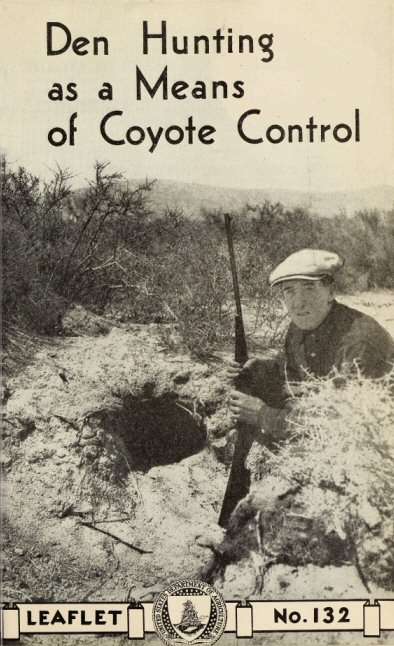 Den Hunting as a Means of Coyote Control cover