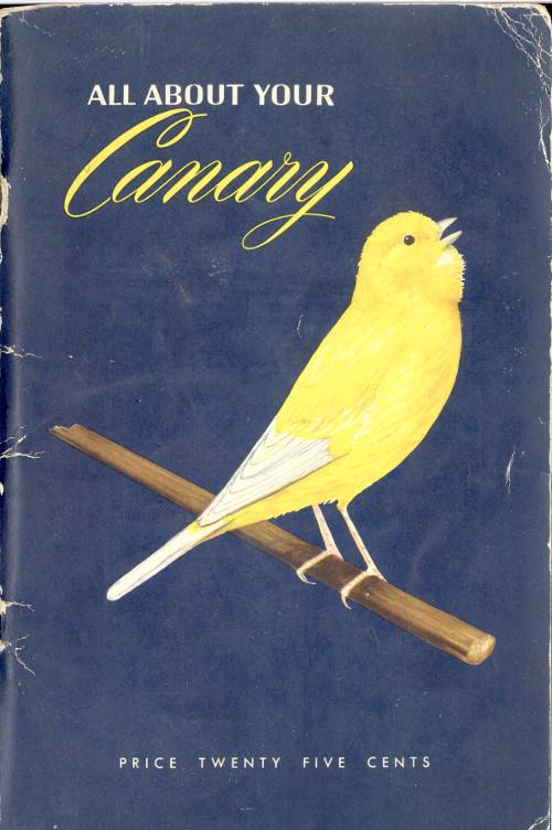 All About Your Canary cover