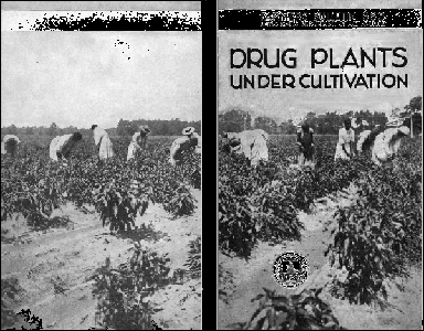 Drug Plants Under Cultivation cover