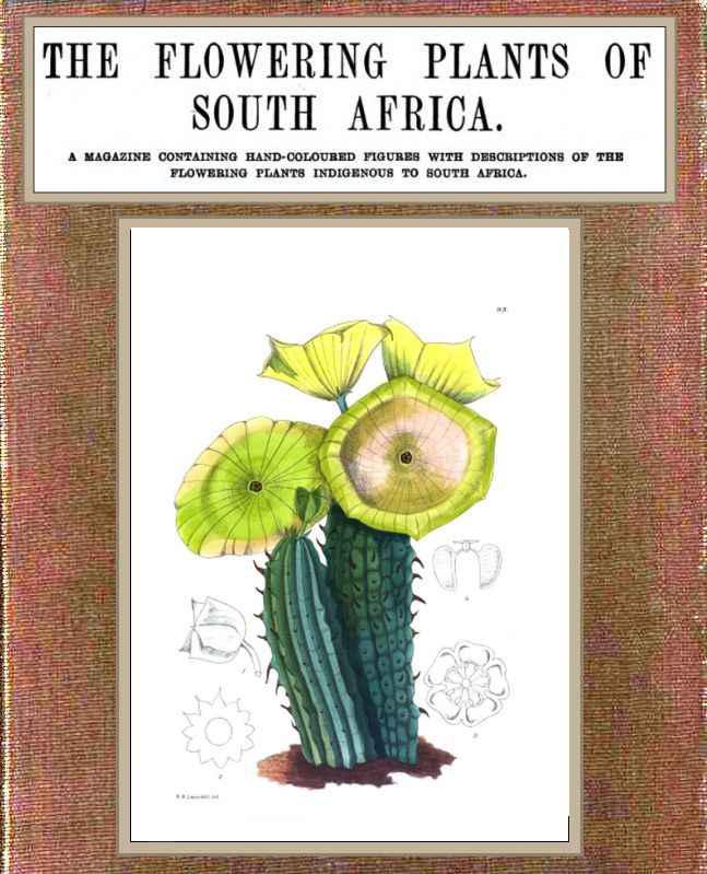 The flowering plants of South Africa; vol. 3 cover