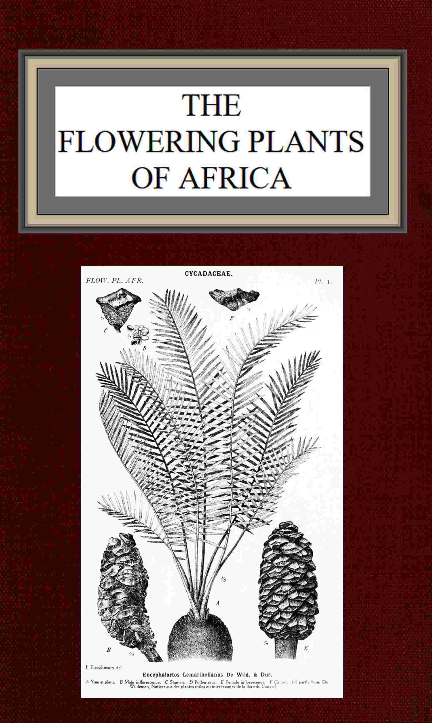The flowering plants of Africa / An analytical key to the genera of African phanerograms cover