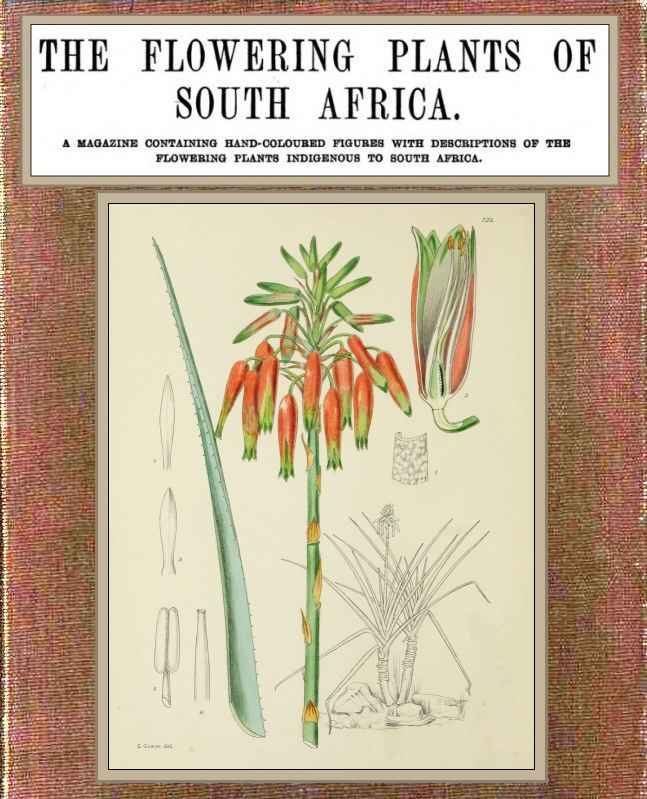 The flowering plants of South Africa; vol. 4 cover