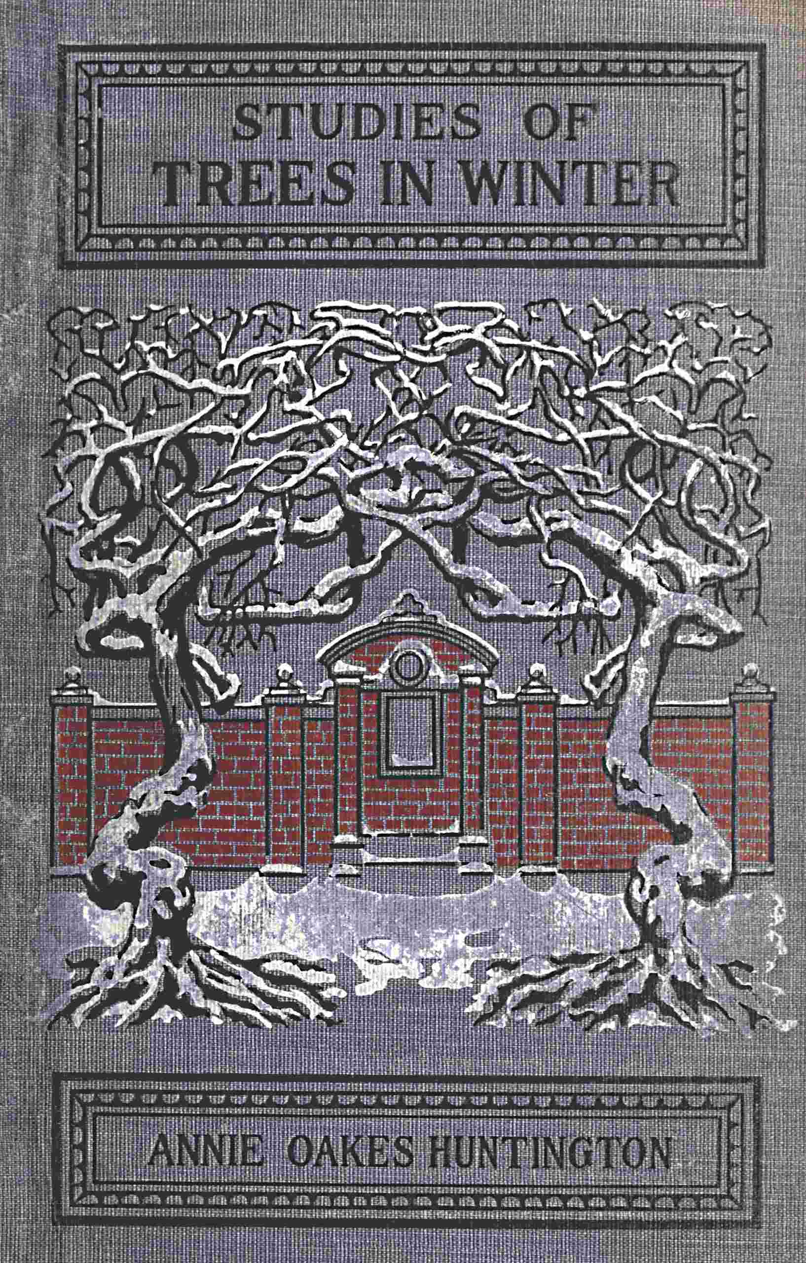Studies of trees in winter cover