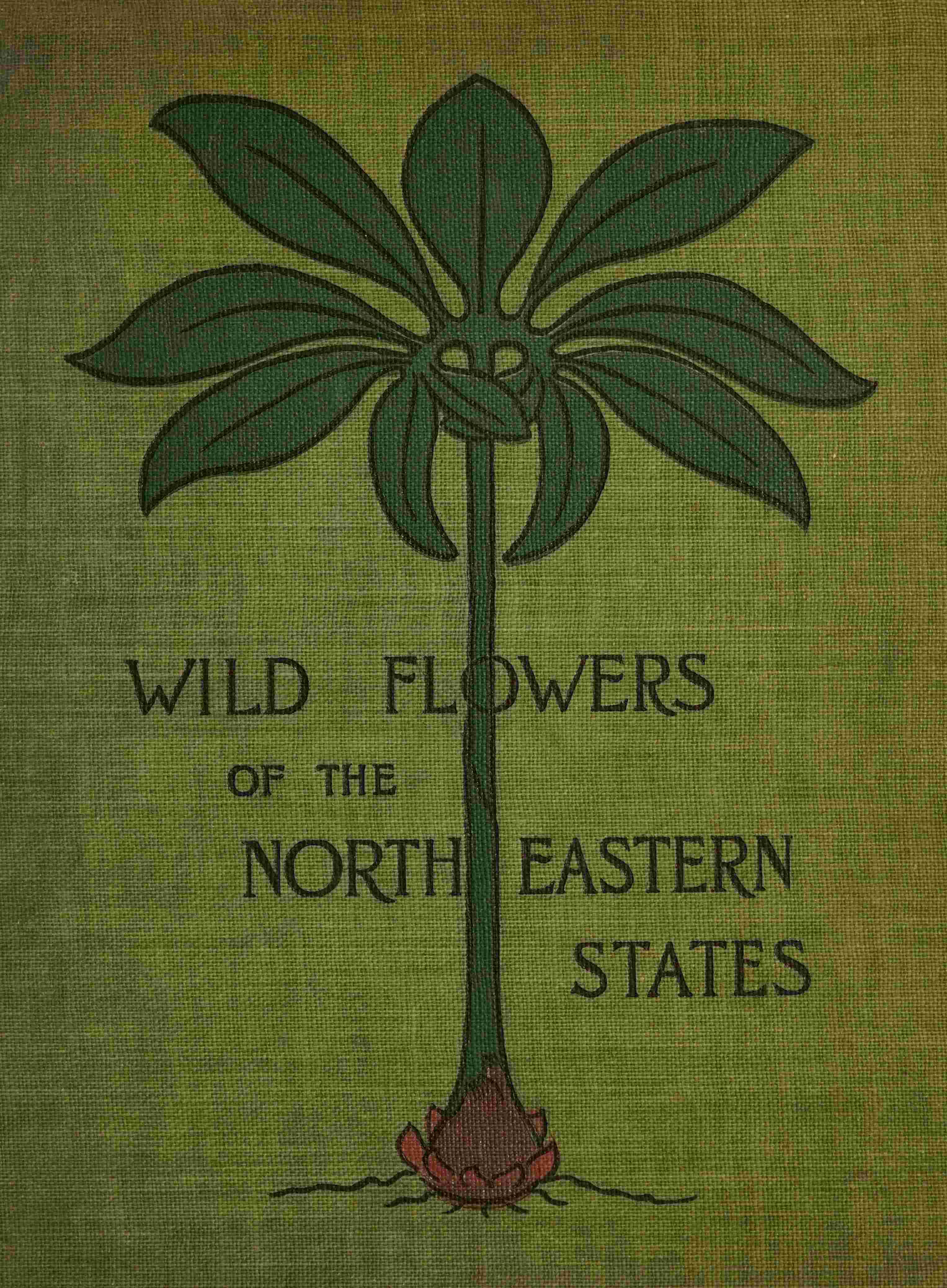 Wild flowers of the north-eastern states cover