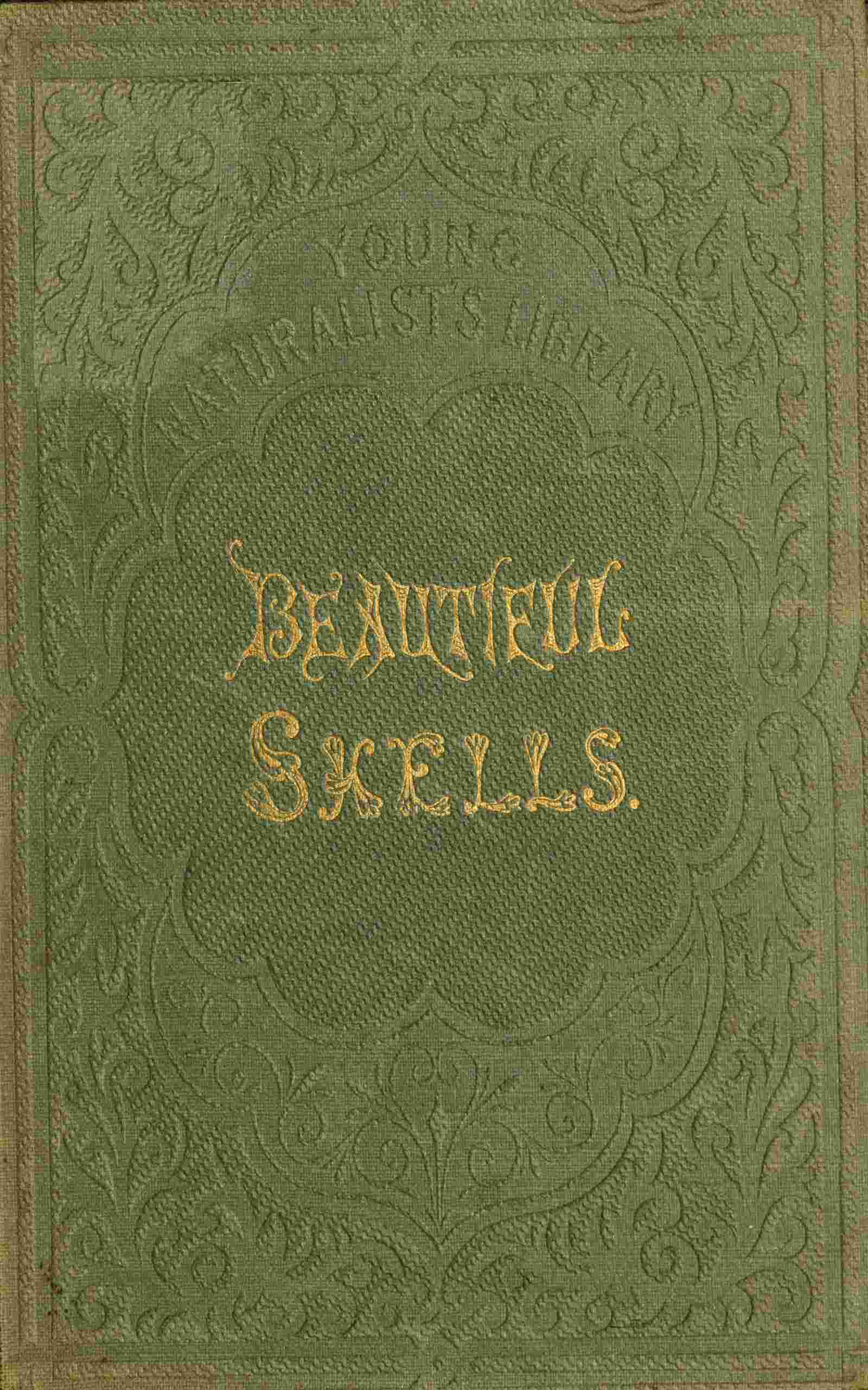 Beautiful shells cover
