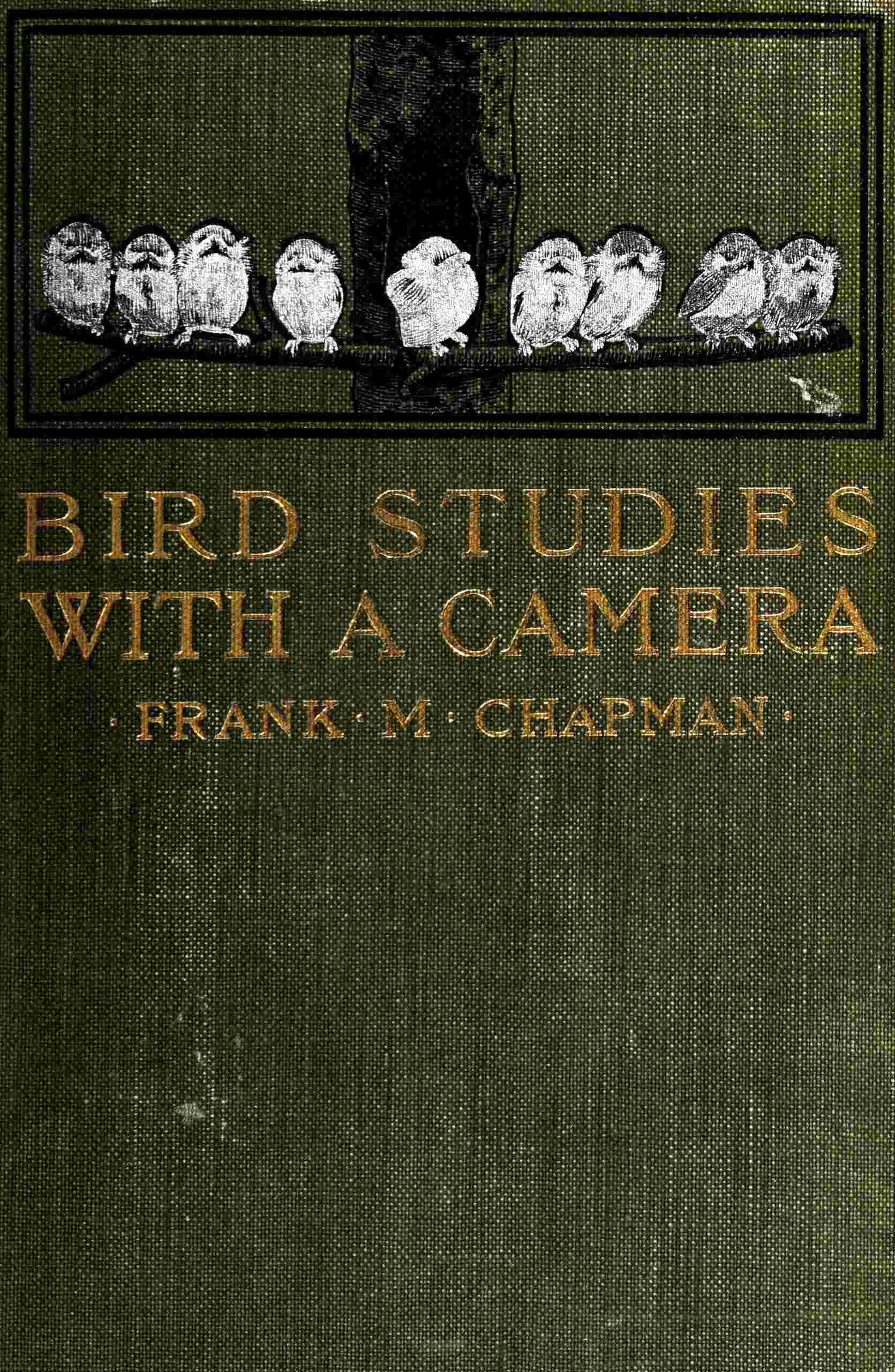 Bird studies with a camera cover