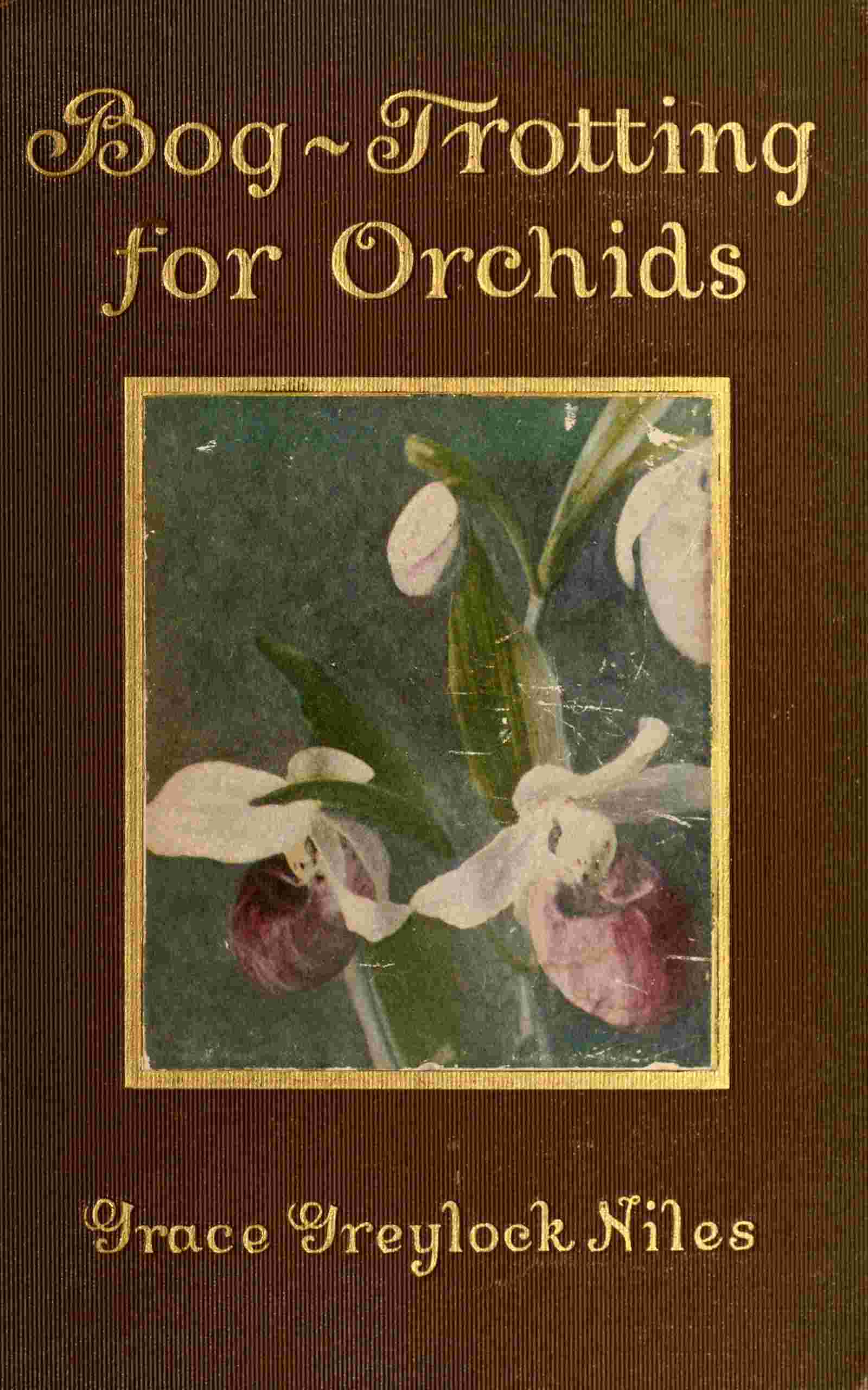 Bog-trotting for orchids cover