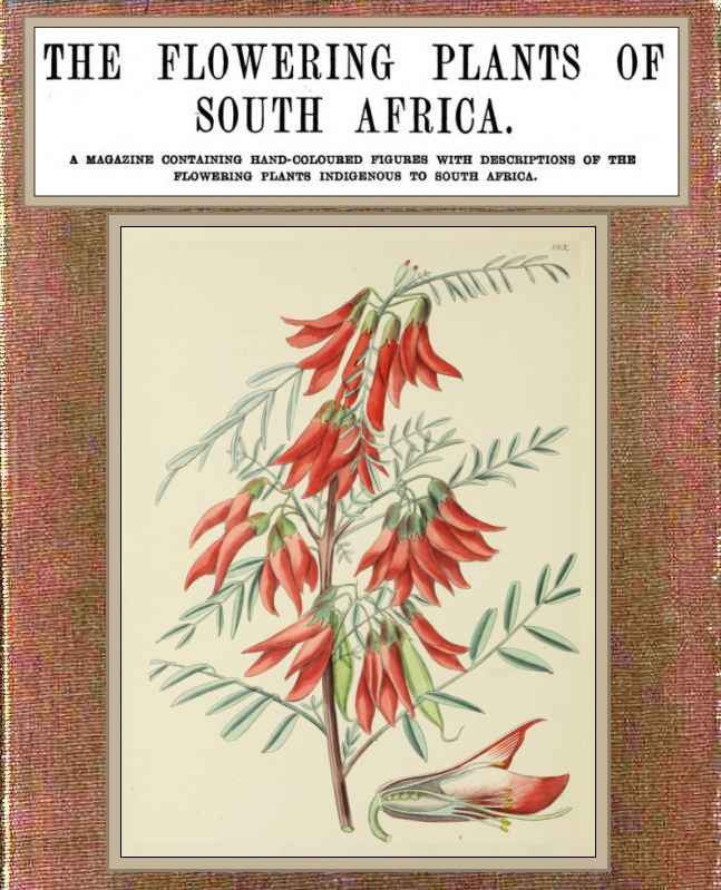 The flowering plants of South Africa; vol. 5 cover